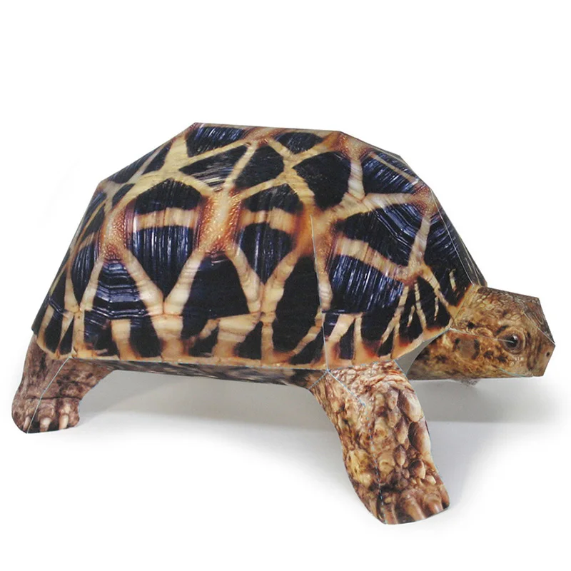 Art Craft Center - Indian Star Tortoise Paper Model Realistic