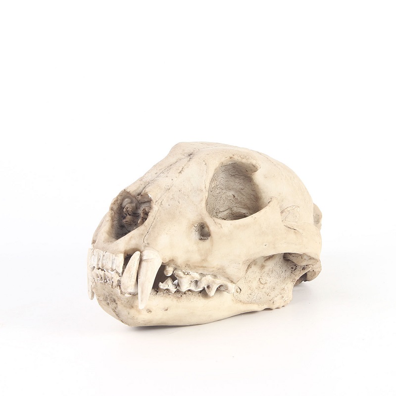 Art Craft Zoo - Leopard Skull Model Resin Crafts Skull