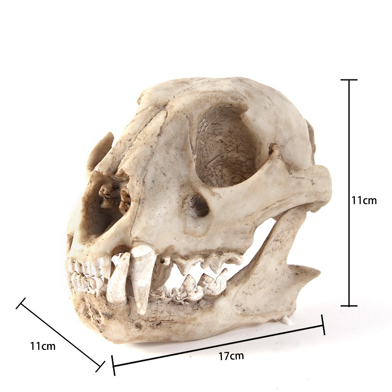 Leopard Skull Model Resin Craf - Art Craft Zoo 评论和价格